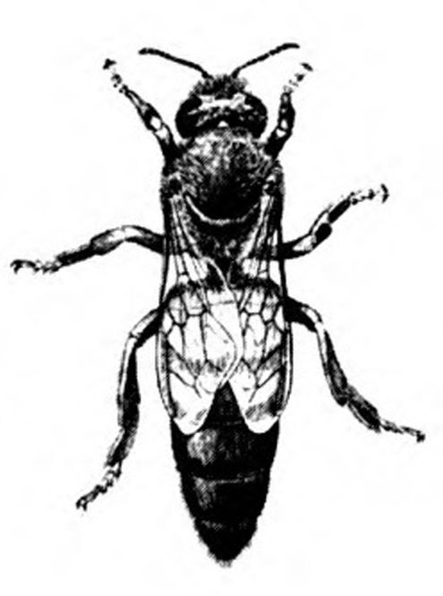 Worker