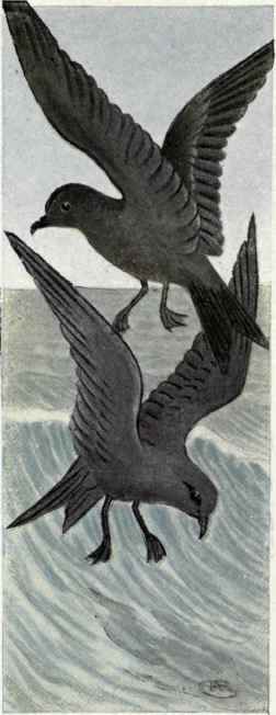 108 Ashy Petrel Oceanodroma Homochroa 184