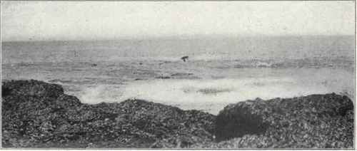 108 1 Socorro Petrel Oceanodroma Socorroensis 185
