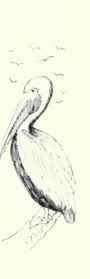 127 California Brown Pelican Pelecanus Calif Amicu 227
