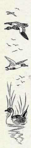 143 Pintail Dafila Acuta 257
