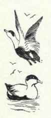 159 Northern Eider Somateria Mollissima Borealis 284