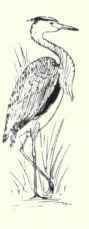 199 Louisiana Heron Hydranassa Tricolor Ruficollis 350