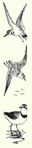 270 Black Bellied Plover Squatarola Squatarola 478
