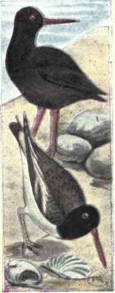286 1 Frazar s Oyster Catcher Haematopus Bachmani 509