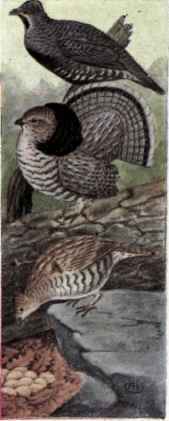 299 Franklin s Grouse Canachites Franklin Franklin 544