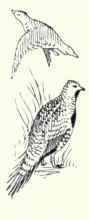 308b Prairie Sharp Tailed Grouse Pedioecetes Phasi 562