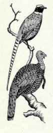 310a Merriam s Turkey Meleagris Gallopavo Merriami 570