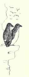 32 Razor Billed Auk Alca Torda 63