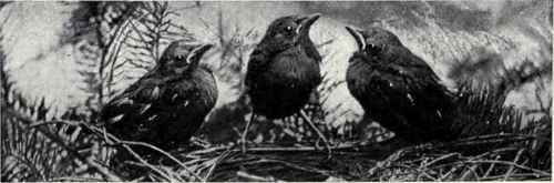 323 Blue Headed Quail Dove Starnoenas Cyanocephala 591