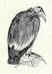 324 California Vulture Gymnogyps Californianus 595