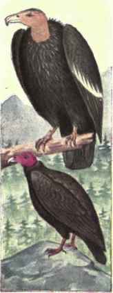 324 California Vulture Gymnogyps Californianus 597