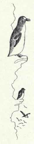 33 Great Auk Plautus Impennis 66