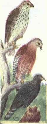 340 Zone Tailed Hawk Buteo Abbreviatus 636