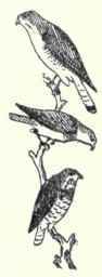 340 Zone Tailed Hawk Buteo Abbreviatus 639