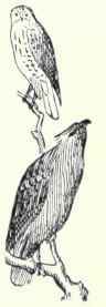 345 Mexican Black Hawk Urubitinga Anthracina 647