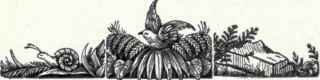 372a Northwestern Saw Whet Owl Cryptoglaux Acadica 709