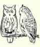 373e Rocky Mountain Screech Owl Otus Asio Maxwelli 713