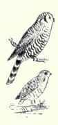 377 European Hawk Owl Surnia Ulula Ulula 724