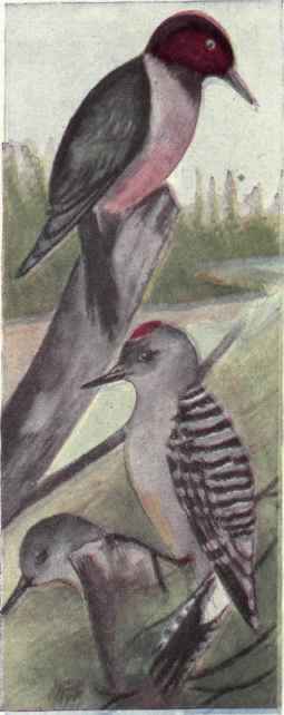 409 Red bellied Woodpecker Centurus Carolinus 794