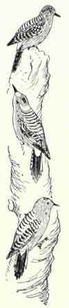 413a Northwestern Flicker Colaptes Cafer Saturatio 801