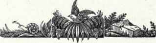 418b Dusky Poor Will Phalcenoptilus Nuttalli Calif 813