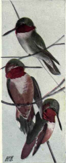 433 Rufous Hummingbird Selasphorus Rufus 847