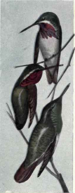 438 Reiffer s Hummingbird Amizilis Tzacatl 853
