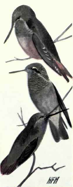 439 Buff Bellied Hummingbird Amizilis Cerviniventr 856