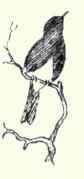 458a Western Black Phoebe Sayornis Nigricans Semia 896