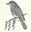 459 Olive Sided Flycatcher Nuttallornis Borealis 900