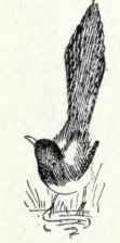 476 Yellow Billed Magpie Pica Nuttalli 942