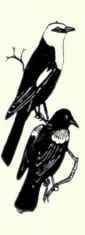 497 Yellow Headed Blackbird Xanthocephalus Xanthoc 991