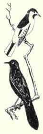 507 Baltimore Oriole Icterus Galbula 1015