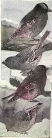 525 Black Rosy Finch Leucosticte Atrata 1050