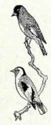 539 Mccown s Longspur Rhynchophanes Mccowni 1074
