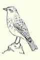540c English Sparrow Passer domesticus 1079
