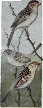 564 Worthen s Sparrow Spizella Northeni 1121