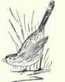 592 1 Green Tailed Towhee Oreospiza Chlorura 1180