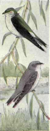 615 Northern Violet Green Swallow Tachyci Neta Tha 1232