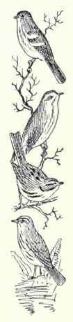 672a Yellow Palm Warbler Dendroica Palmarum Hypoch 1363