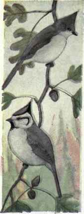 733 Plain Titmouse Baeolophus Inornatus Inornatus 1480