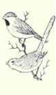 748 Golden Crowned Kinglet Regulus Satrapa Satrapa 1504