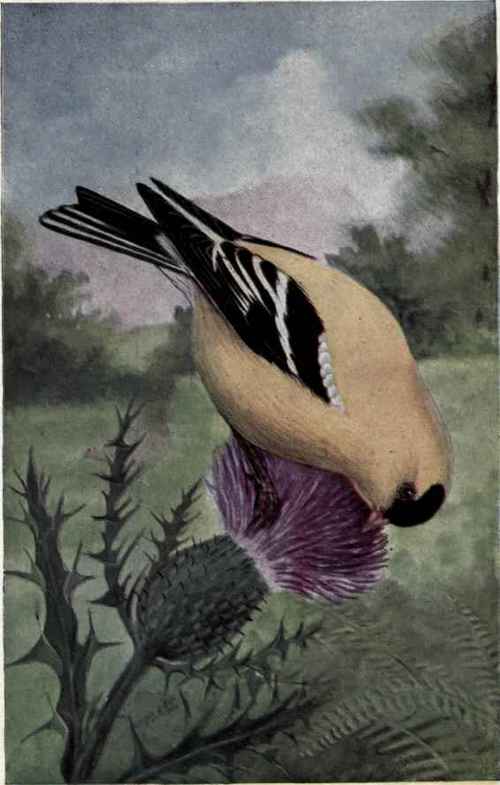 AMERICAN GOLDFINCH