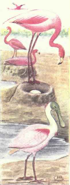 American Flamingo. Roseate Spoonbill