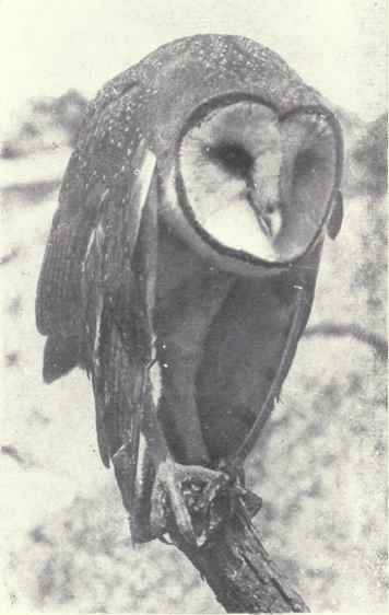 BARN OWL