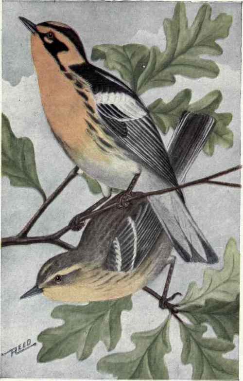 BLACKBURNIAN WARBLERs. PERCHING BIRDS