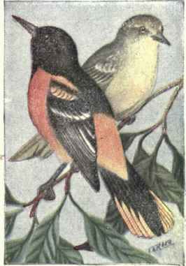 Baltimore Oriole