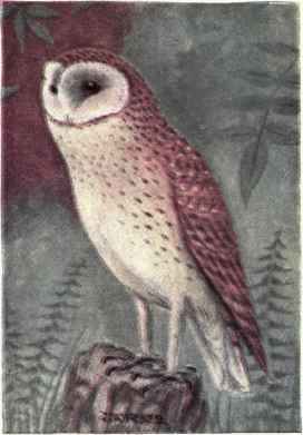 Barn Owl