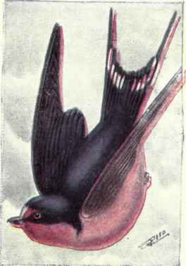 Barn Swallow
